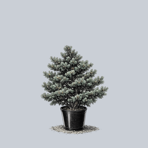Gimborn's Ideal Japanese White Pine