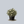 Load image into Gallery viewer, Gingersnap Potentilla
