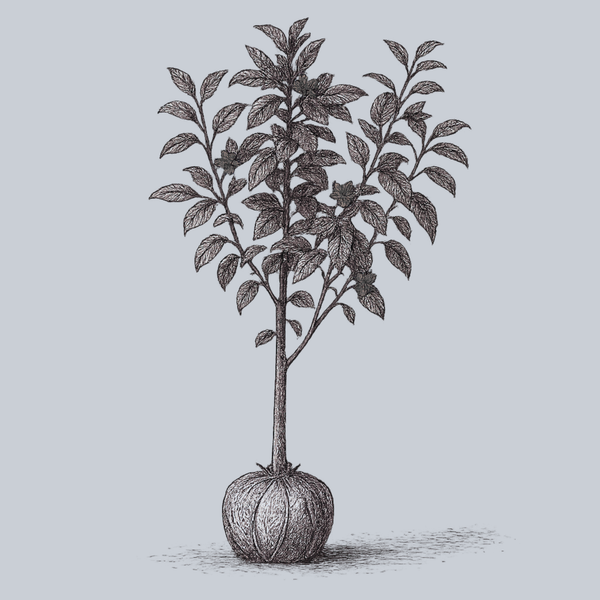 Ginger Gold Apple Tree