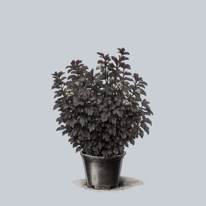 Ginger Wine Ninebark