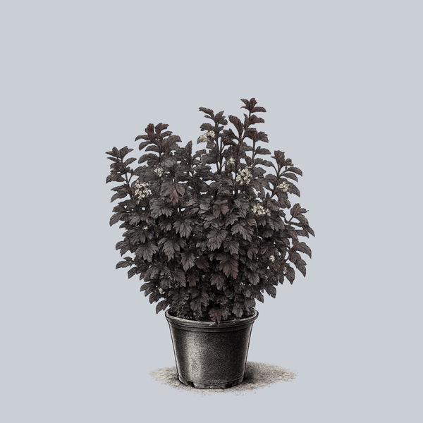 Ginger Wine Ninebark