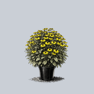 Glitters Like Gold Black-Eyed Susan