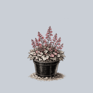 Glitter Coral Bells