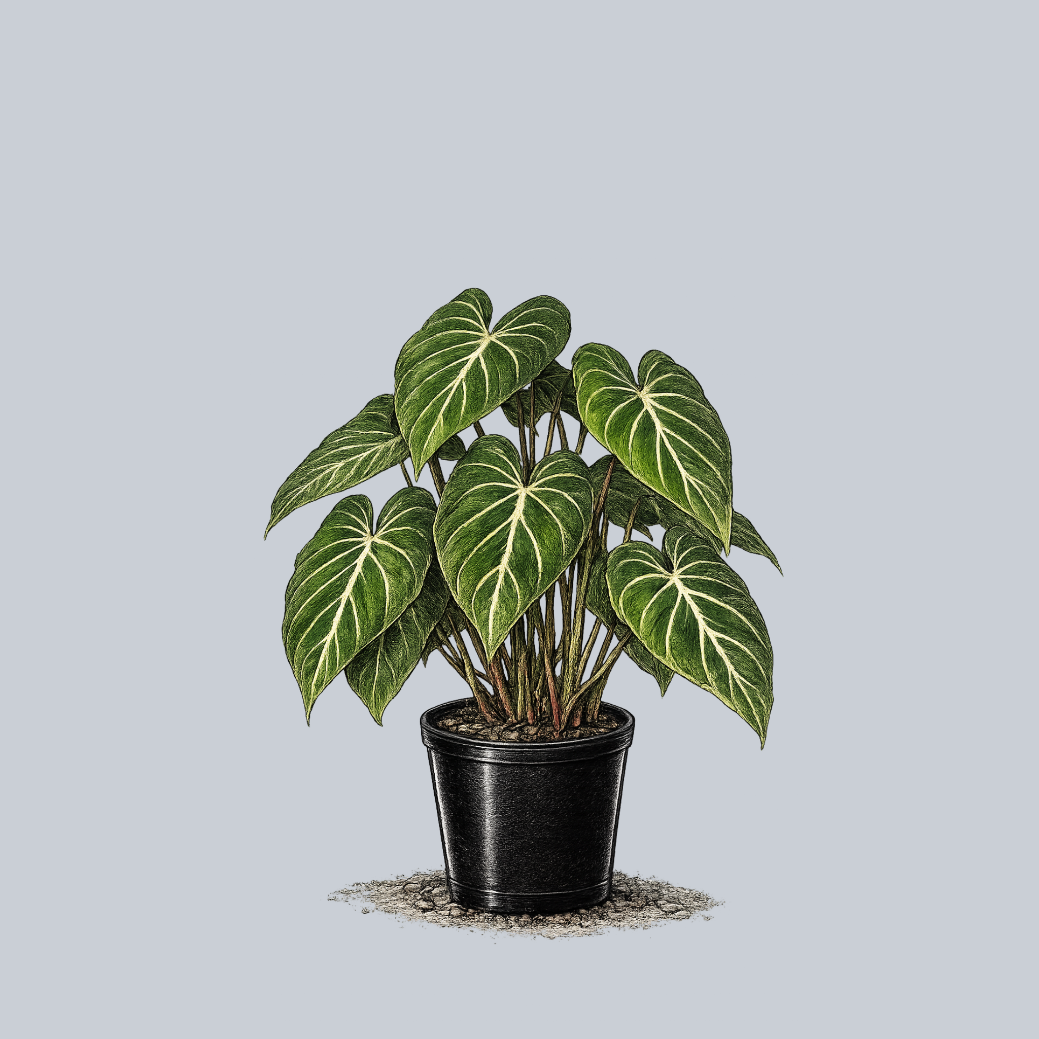 philodendron growth pattern Gloriosum Philodendron – Plant Detectives