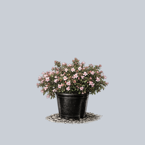 POWERS TO FLOWERS - ABELIA VARIEGATA BIANCO/ROSA, 2 PIANTE vaso 12CM, piante vere - Powers to flowers - piante e fiori POWERS TO FLOWERS - ABELIA VARIEGATA BIANCO/ROSA, 2 PIANTE vaso 12CM, piante vere - Powers to flowers - piante e fiori