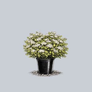 Glow Girl Birchleaf Spirea