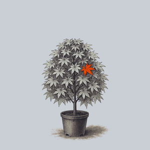 Glowing Embers Japanese Maple