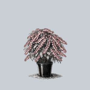 Glowing Hearts Pieris