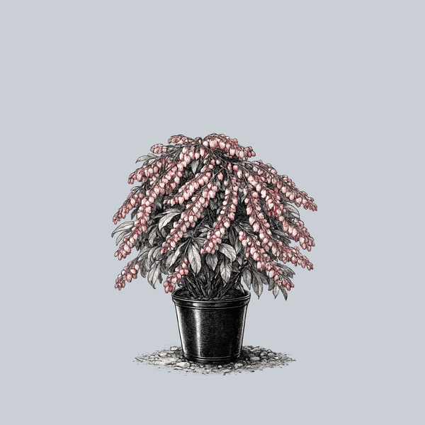 Glowing Hearts Pieris