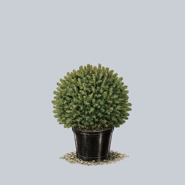 Goblin Norway Spruce