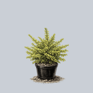 Golden Carousel Barberry