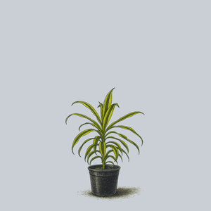 Golden Edge Dracaena