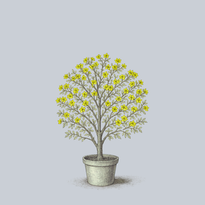 Golden Glory Cornelian Cherry Dogwood