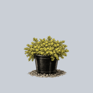 Golden Moss Stonecrop