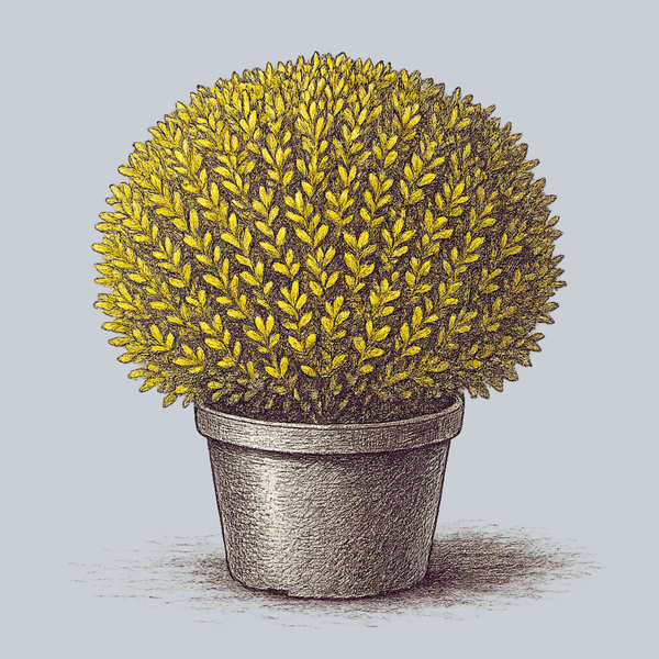 Golden Triumph Boxwood