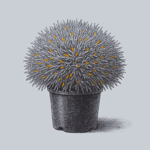 Golden Tuffet Arborvitae