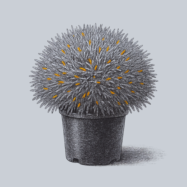 Golden Tuffet Arborvitae