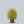Load image into Gallery viewer, Golden Charm Threadleaf Cypress
