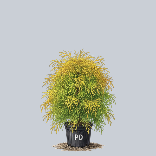 Golden Charm Threadleaf Cypress