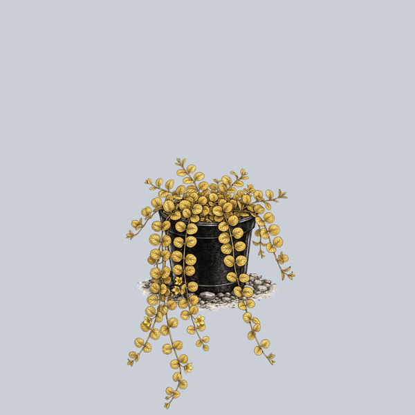Golden Creeping Jenny