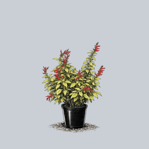 Golden Delicious Pineapple Sage