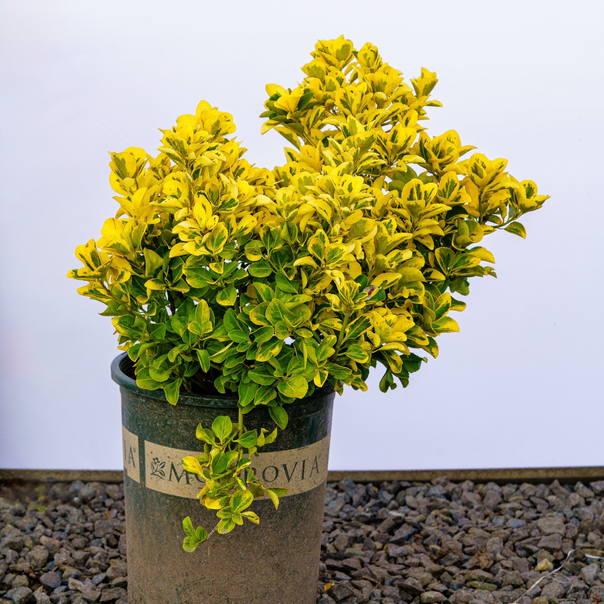 Golden Euonymus – Plant Detectives