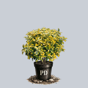 Golden Euonymus
