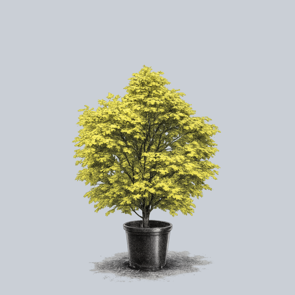 Golden Full Moon Maple