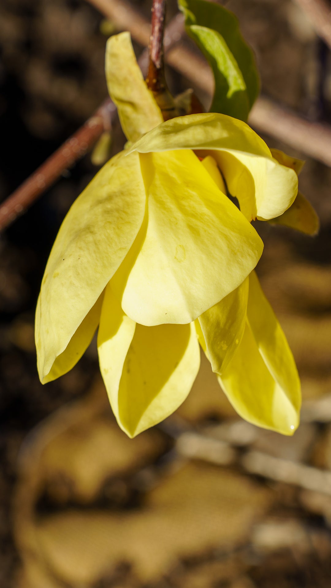 Plant of the Week - Golden Gala Magnolia – Plant Detectives