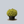 Load image into Gallery viewer, Golden Globe Arborvitae
