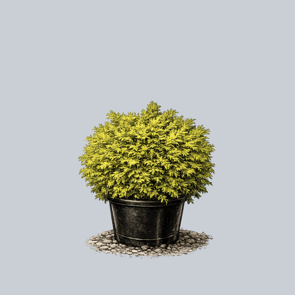 Golden Globe Arborvitae – Plant Detectives
