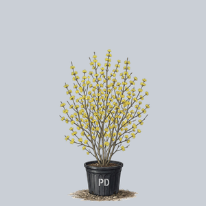 Golden Glory Cornelian Cherry Dogwood