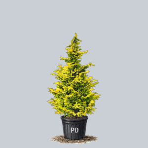 Golden Hinoki Cypress