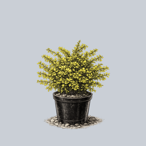 Golden Jackpot Barberry