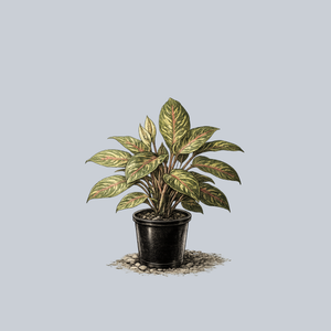 Golden Madonna Chinese Evergreen