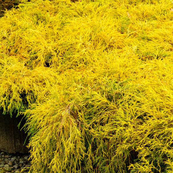 Golden Mop Threadleaf False Cypress - Cypress - Conifers