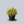 Load image into Gallery viewer, Golden Nugget Dwarf Barberry
