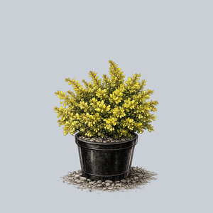 Golden Nugget Dwarf Barberry