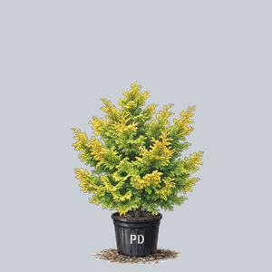 Golden Nymph Hinoki Cypress