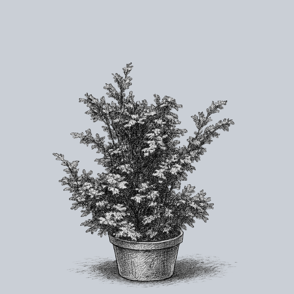 Golden Nymph Hinoki Cypress