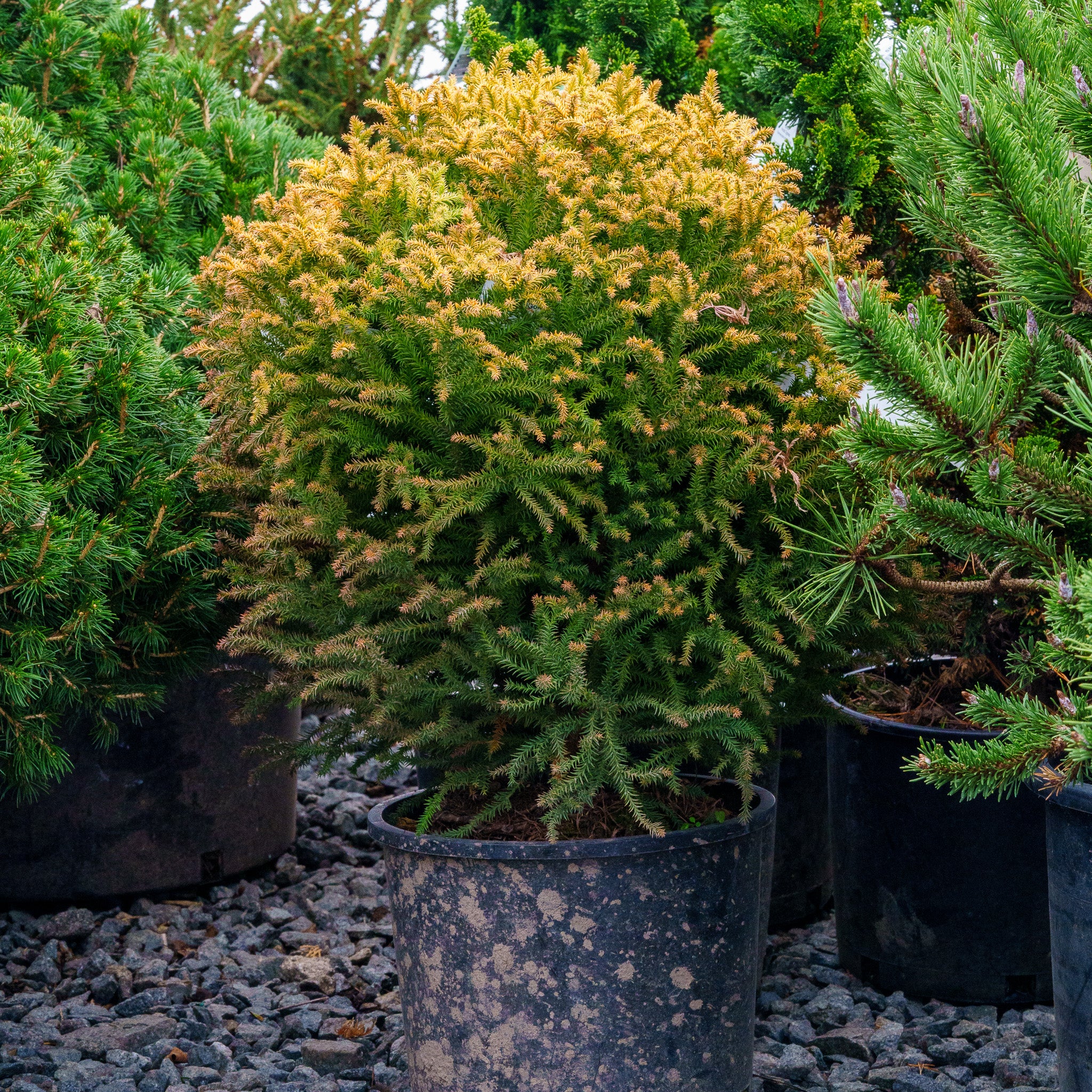 Golden Promise Japanese Cedar – Plant Detectives