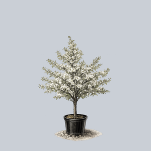 Golden Raindrops Crabapple