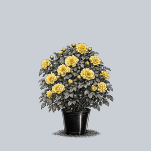 Golden Showers Climbing Rose