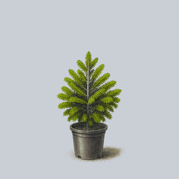 Golden Spreader Nordmann Fir