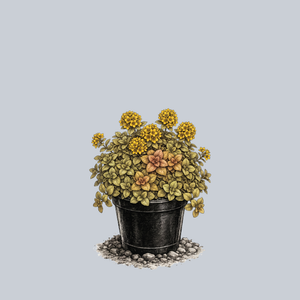 Golden Globes Loosestrife