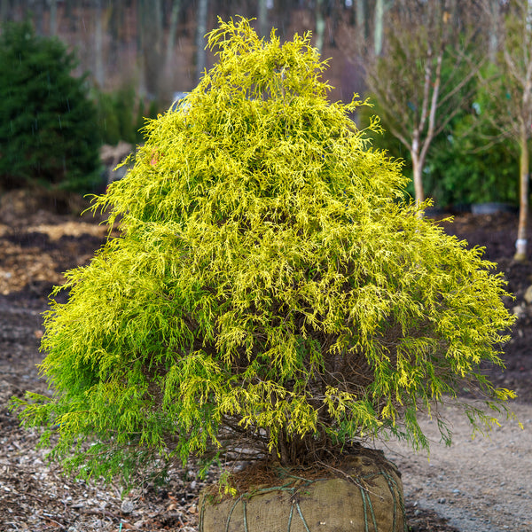 Golden Threadleaf Falsecypress - Cypress - Conifers