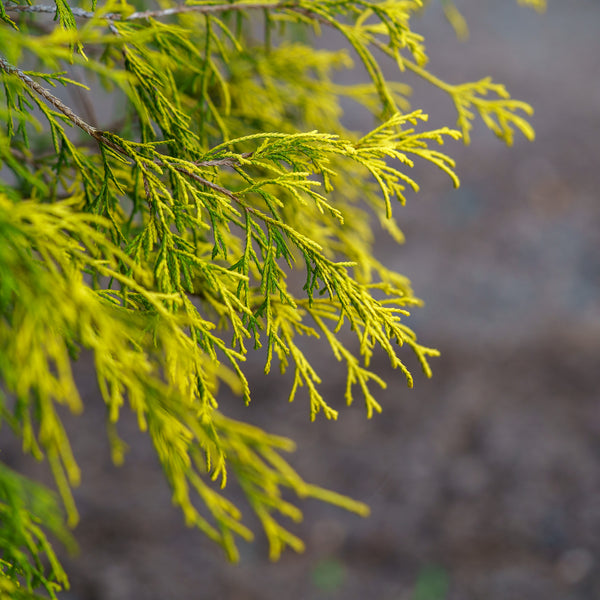 Golden Threadleaf Falsecypress - Cypress - Conifers