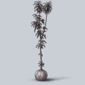 Golden Treat Apple Tree