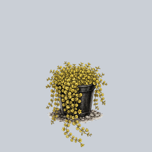 Goldii Creeping Jenny
