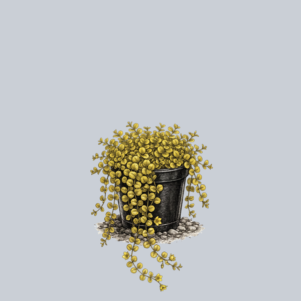 Goldii Creeping Jenny